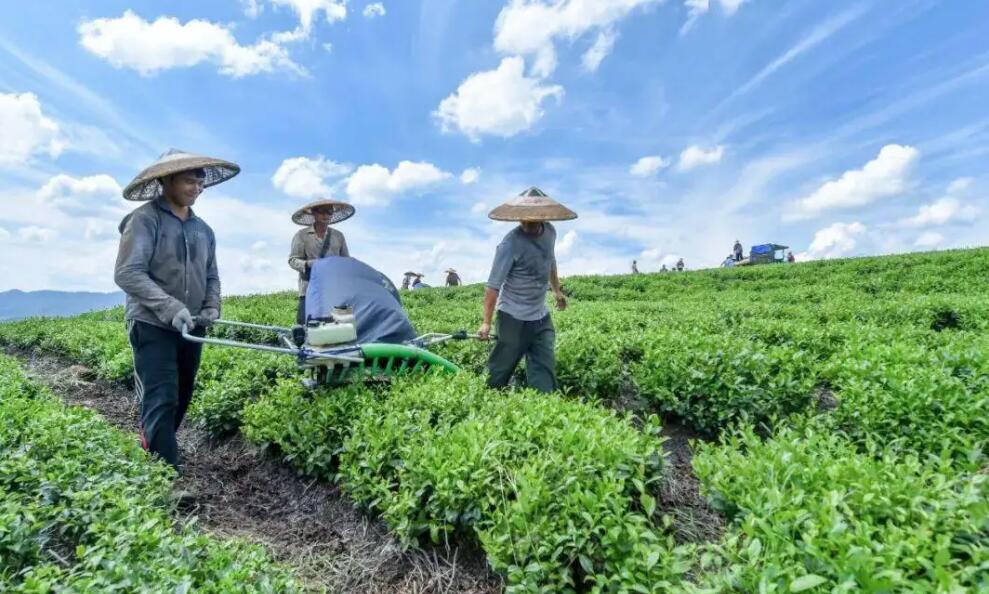 茶葉農產品品牌全案策劃